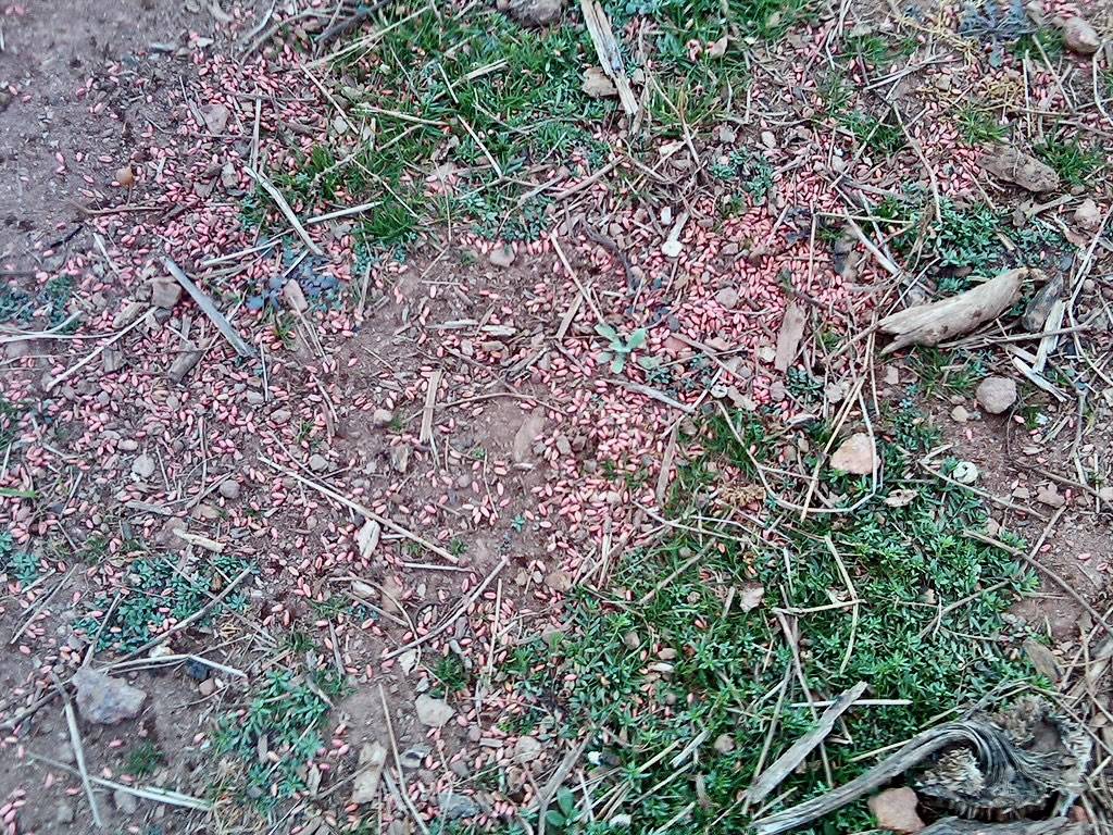 Illegally baited dove field by USFWS/Southeast is licensed under CC BY 2.0.